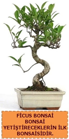 Ficus bonsai 15 ile 25 cm arasndadr  Malatya ieki maazas 