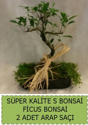 Ficus S Bonsai ve arap saçı  Malatya internetten çiçek satışı 
