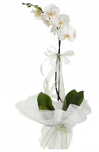 Tekli Beyaz Orkide  Malatya online iek gnderme sipari 