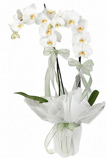 ift Dall Beyaz Orkide  Malatya yurtii ve yurtd iek siparii 
