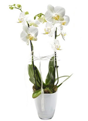 2 dall beyaz seramik beyaz orkide sakss  Malatya hediye iek yolla 