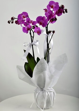 ift dall saksda mor orkide iei  Malatya hediye sevgilime hediye iek 