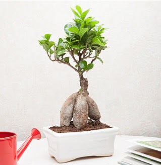 Exotic Ficus Bonsai ginseng  Malatya nternetten iek siparii 