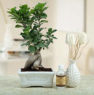 Ginseng ficus bonsai  Malatya 14 ubat sevgililer gn iek 