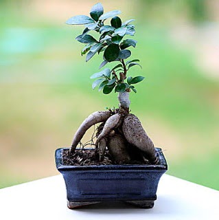 Marvellous Ficus Microcarpa ginseng bonsai  Malatya hediye sevgilime hediye iek 
