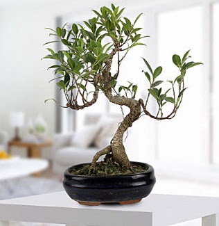 Gorgeous Ficus S shaped japon bonsai  Malatya ieki telefonlar 