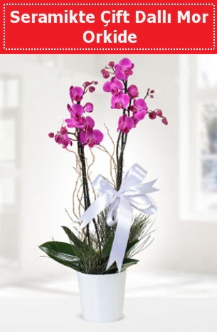 Seramikte Çift Dallı Mor Orkide  Malatya yurtiçi ve yurtdışı çiçek siparişi 