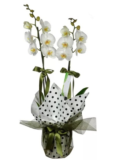 ift Dall Beyaz Orkide  Malatya gvenli kaliteli hzl iek 