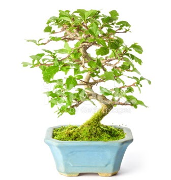 S zerkova bonsai ksa sreliine  Malatya ucuz iek gnder 