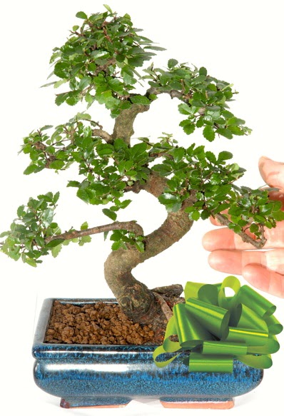 Yaklak 25 cm boyutlarnda S bonsai  Malatya cicekciler , cicek siparisi 