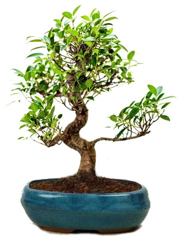 25 cm ile 30 cm aralığında Ficus S bonsai  Malatya hediye çiçek yolla 