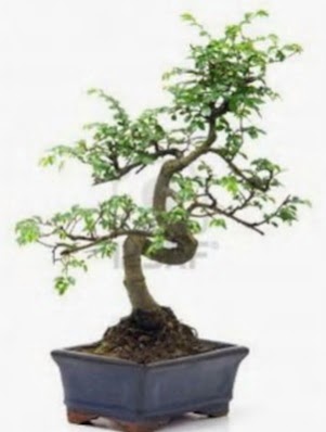 S gvde bonsai minyatr aa japon aac  Malatya iekiler 