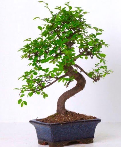 S gvdeli bonsai minyatr aa japon aac  Malatya hediye iek yolla 