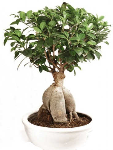 Ginseng bonsai japon aac ficus ginseng  Malatya ucuz iek gnder 