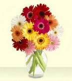  Malatya çiçek , çiçekçi , çiçekçilik  cam yada mika vazoda 15 özel gerbera
