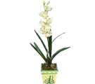 Özel Yapay Orkide Beyaz   Malatya çiçek satışı 