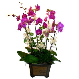  Malatya çiçek servisi , çiçekçi adresleri  4 adet orkide çiçegi