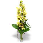 Malatya ucuz çiçek gönder  cam vazo içerisinde tek dal canli orkide