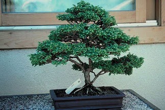 ithal bonsai saksi çiçegi  Malatya güvenli kaliteli hızlı çiçek 