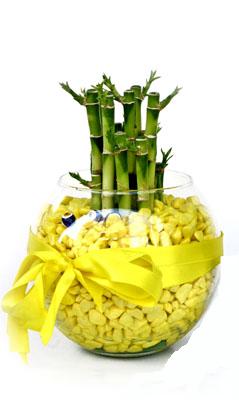 cam fanus içerisinde bambo  Malatya uluslararası çiçek gönderme 