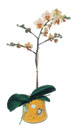  Malatya çiçek online çiçek siparişi  Phalaenopsis Orkide ithal kalite