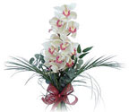  Malatya cicekciler , cicek siparisi  Dal orkide ithal iyi kalite