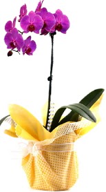  Malatya cicekciler , cicek siparisi  Tek dal mor orkide saksı çiçeği