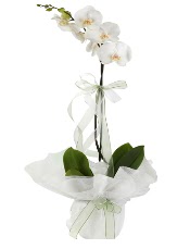 1 dal beyaz orkide çiçeği  Malatya hediye sevgilime hediye çiçek 