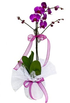 Tek dallı mor orkide  Malatya internetten çiçek satışı 