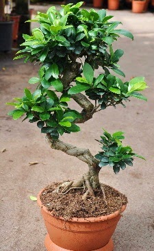 Orta boy bonsai saksı bitkisi  Malatya anneler günü çiçek yolla 