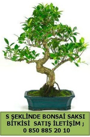 İthal S şeklinde dal eğriliği bonsai satışı  Malatya çiçek siparişi sitesi 