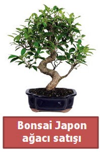 Japon ağacı bonsai satışı  Malatya cicekciler , cicek siparisi 