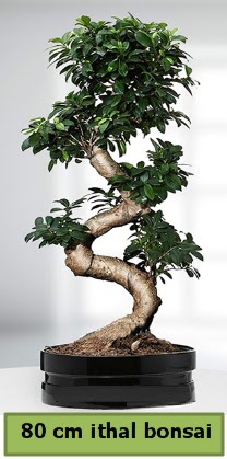 80 cm özel saksıda bonsai bitkisi  Malatya internetten çiçek satışı 
