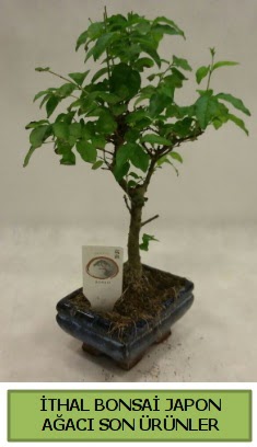İthal bonsai japon ağacı bitkisi  Malatya online çiçekçi , çiçek siparişi 