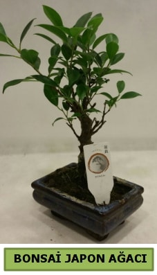 Bonsai japon ağacı saksı bitkisi  Malatya İnternetten çiçek siparişi 