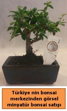 Japon ağacı bonsai satışı ithal görsel  Malatya çiçekçi mağazası 