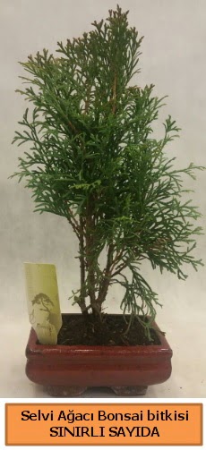 Selvi ağacı bonsai japon ağacı bitkisi  Malatya çiçekçiler 