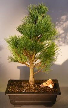 Çam ağacı japon ağacı bitkisi bonsai  Malatya internetten çiçek satışı 