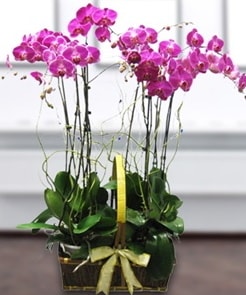 7 dallı mor lila orkide  Malatya hediye çiçek yolla 