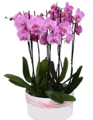 Beyaz seramik içerisinde 7 dallı mor orkide  Malatya internetten çiçek satışı 