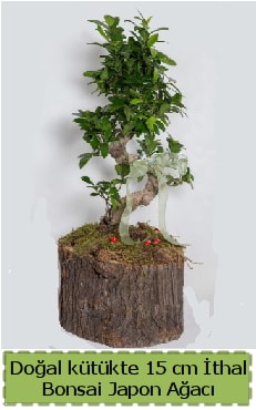 Doğal kütükte İthal bonsai japon ağacı  Malatya çiçek siparişi sitesi 