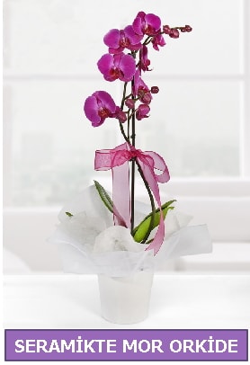 Seramik içerisinde birinci kalite tek dallı mor orkide  Malatya ucuz çiçek gönder 