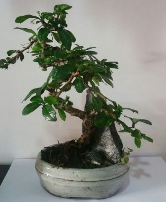 S şeklinde ithal bonsai ağacı  Malatya çiçekçi mağazası 