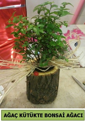 Doğal ağaç kütük içerisinde bonsai ağacı  Malatya hediye çiçek yolla 