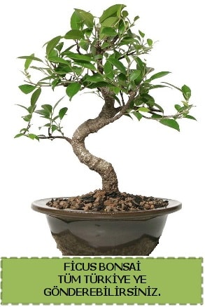 Ficus bonsai  Malatya hediye çiçek yolla 