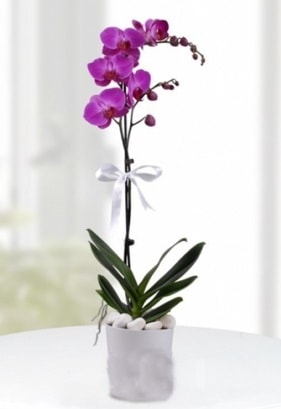 Tek dallı saksıda mor orkide çiçeği  Malatya 14 şubat sevgililer günü çiçek 