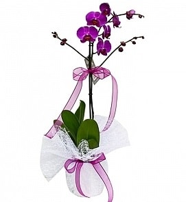 Tek dallı saksıda ithal mor orkide çiçeği  Malatya 14 şubat sevgililer günü çiçek 