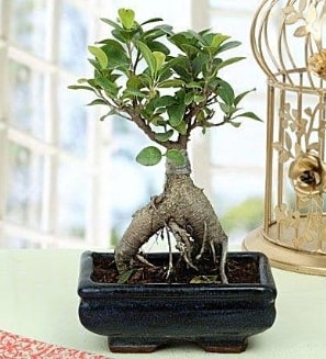 Appealing Ficus Ginseng Bonsai  Malatya yurtiçi ve yurtdışı çiçek siparişi 