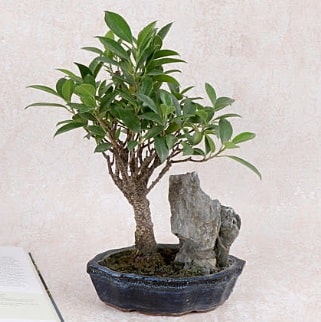 Japon ağacı Evergreen Ficus Bonsai  Malatya hediye çiçek yolla 