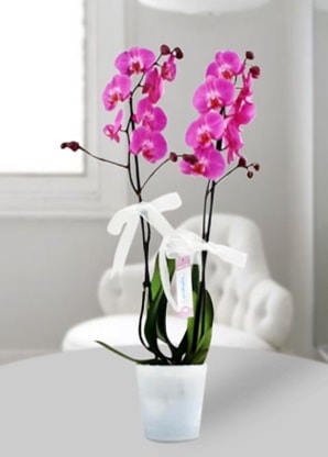 Çift dallı mor orkide  Malatya 14 şubat sevgililer günü çiçek 